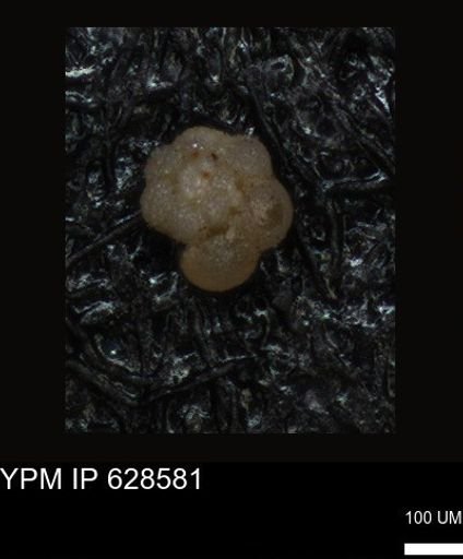 undet. Foraminiferida