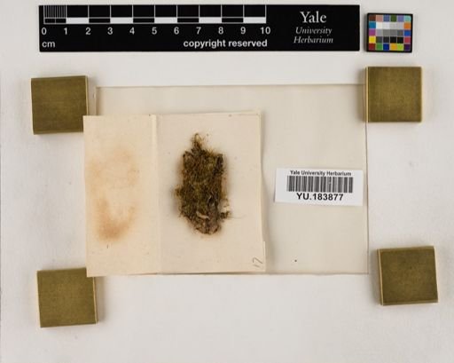 Plantae