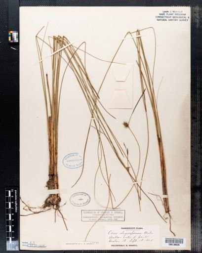 Carex oligosperma