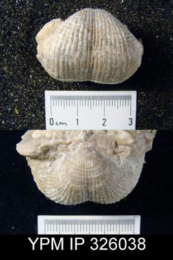 Productus inflatus