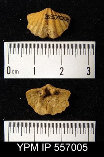 Spirifer cyclopterus