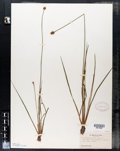 Xyris caroliniana