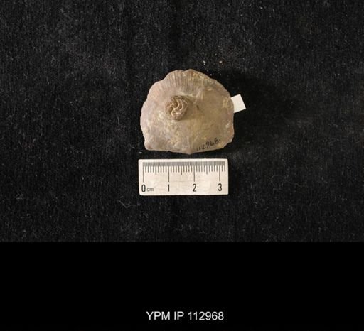 Streptaster vorticellatus