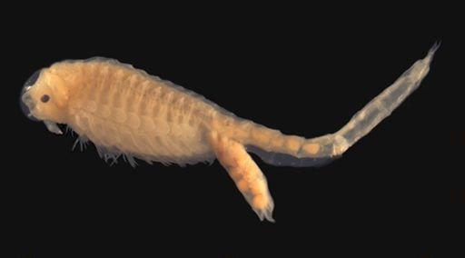 Branchinecta brushi