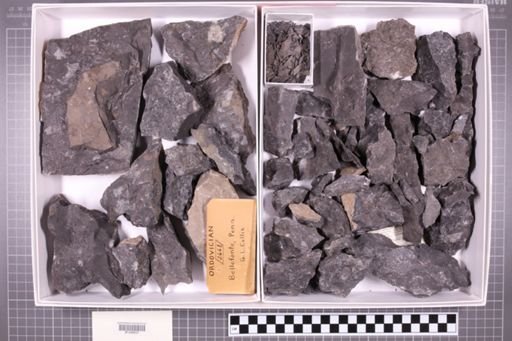 mixed taxa, stratigraphic collection