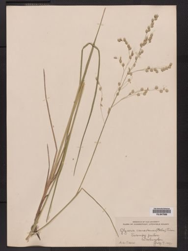 Glyceria canadensis