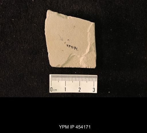 undet. Hexapoda