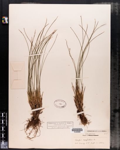 Scirpus caespitosus