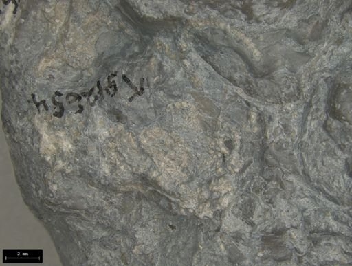 Aplocoma damesii