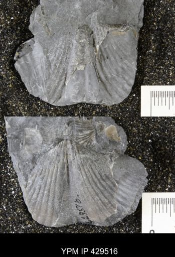 Spinocyrtia granulosa