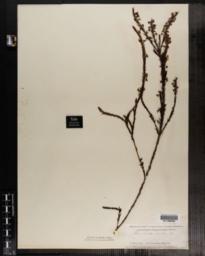 Plantae