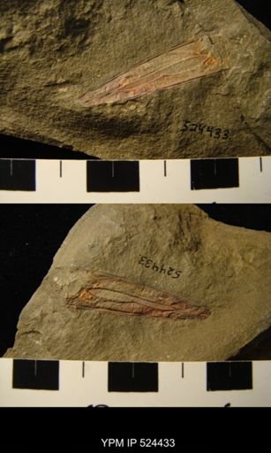 Eoconularia sp.