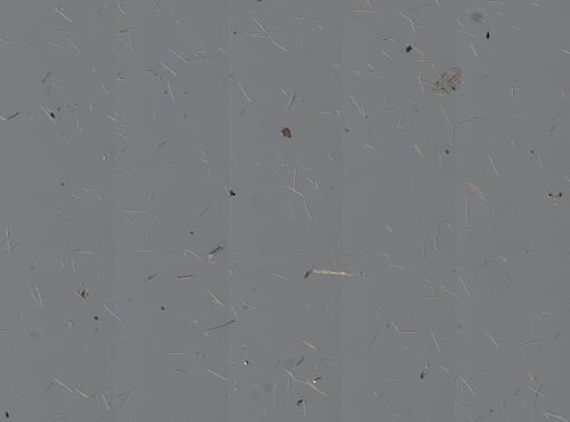 Amphimedon viridis