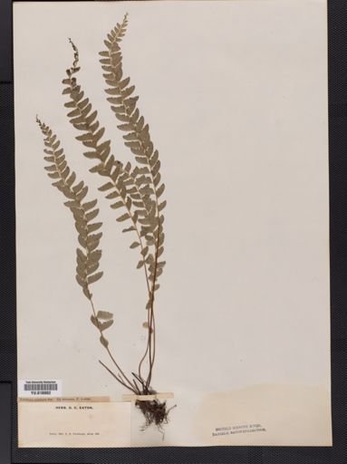 Lindsaea