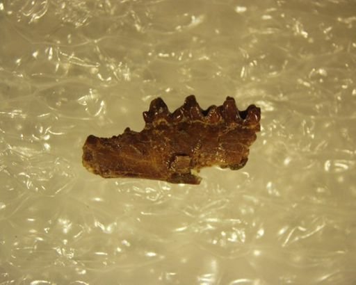 Mckennatherium ladae