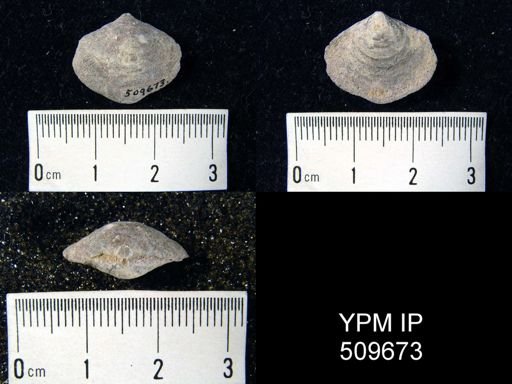 undet. Brachiopoda