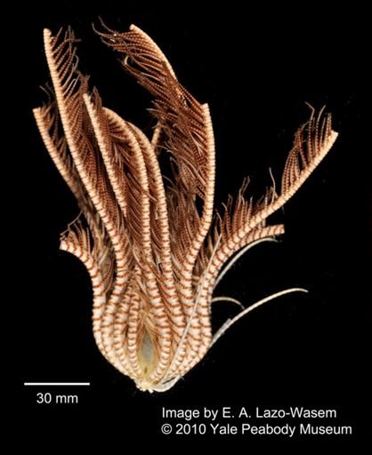 Promachocrinus kerguelensis