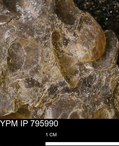 Protocardia