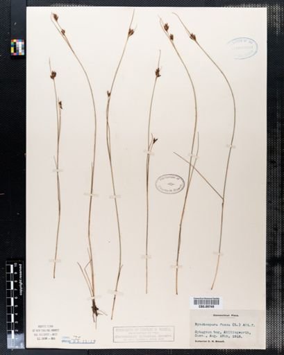 Rhynchospora fusca