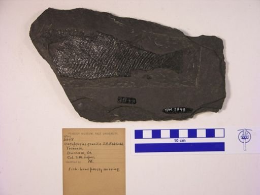 Redfieldia gracilis