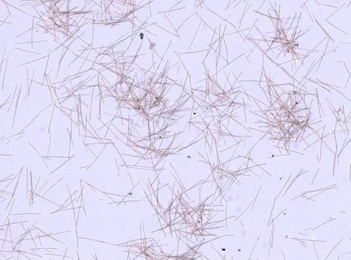 Suberites sp.