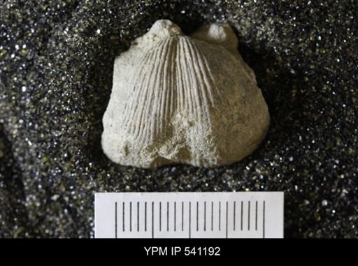 Plaesiomys bellistriatus