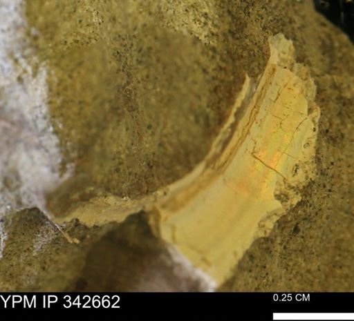 Hoploscaphites?