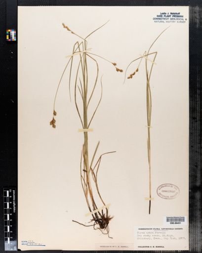 Carex aenea