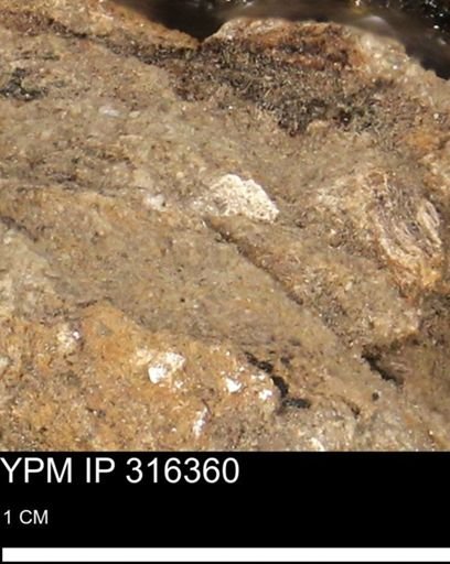 undet. Mollusca