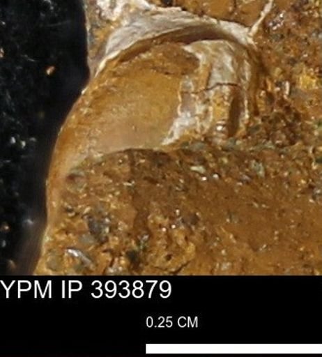 undet. Gastropoda