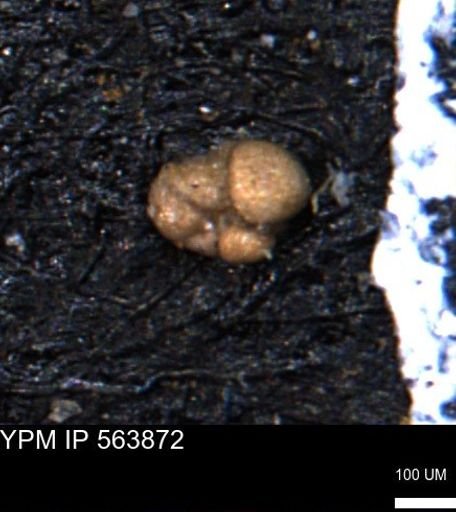Alveolophragmium linki