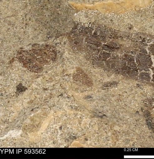 taxon undetermined