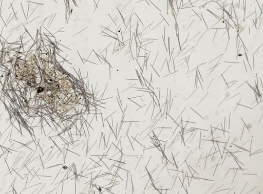 Cliona sp.