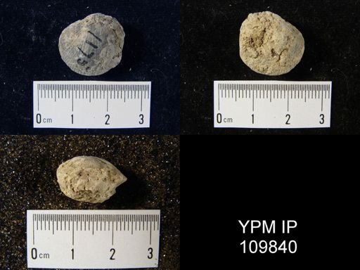 Atrypa reticularis