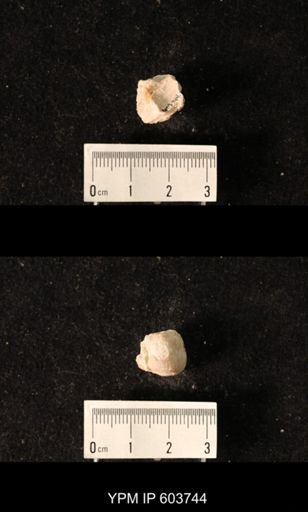 Productus sp.