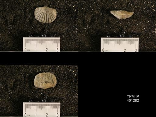 Plectorthis fissicosta