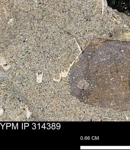 undet. Mollusca