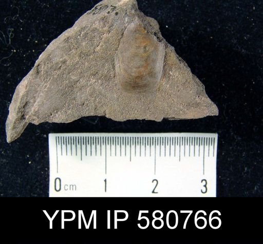undet. Linguloidea