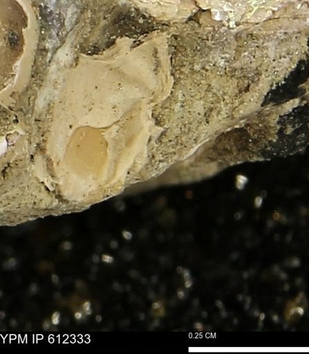 Pseudoptera subtortuosa