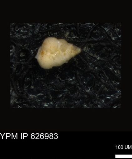 undet. Heterohelicidae