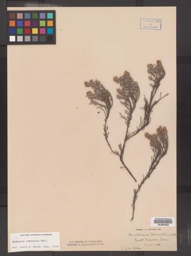 Hudsonia tomentosa