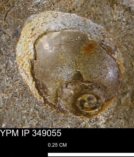 Oligoptycha concinna
