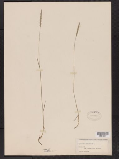 Cynosurus cristatus