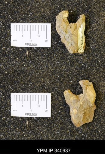 undet. Gastropoda