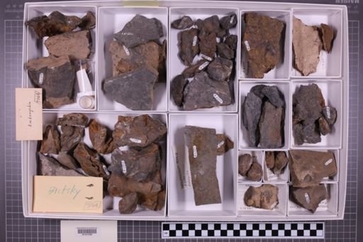 mixed taxa, stratigraphic collection