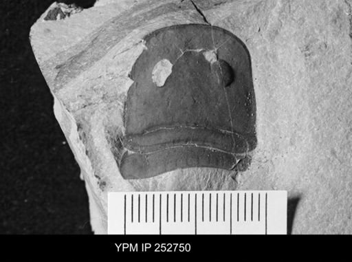 Eurypterus sp.