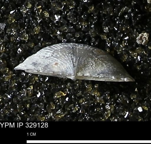 Chonetes scitulus