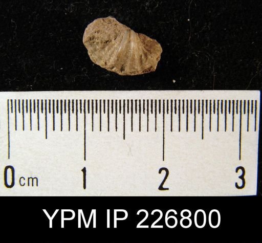 Spiriferina magnicostatus