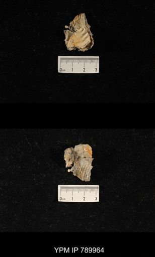 Leptodus sp.