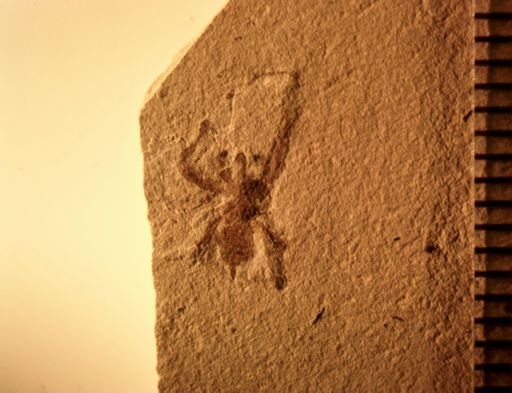 undet. Arachnida